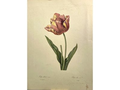 "B1 Tulipa Culta" cromolitografia cm. 29,5x40,5 | Botaniche